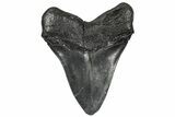Fossil Megalodon Tooth - Repaired #251271-2